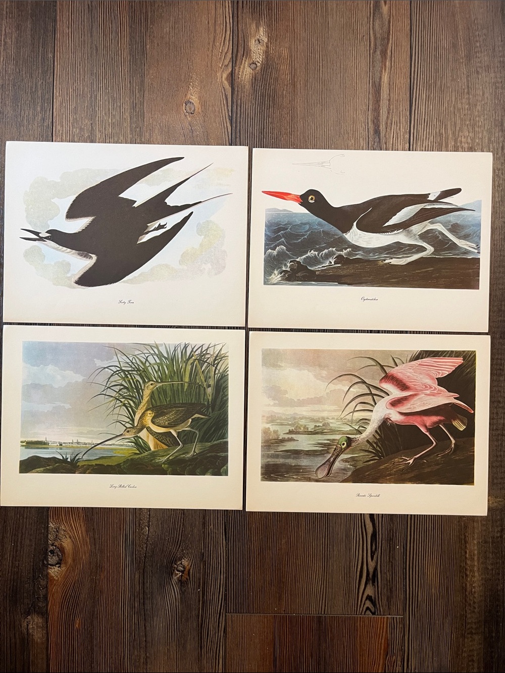 Audubon Birds Of America Prints (L9)